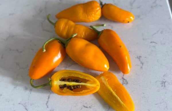 Rocoto Turbo Pube Chilifrön 2