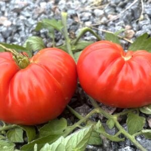 Hybrid Of Love Tomatfröer