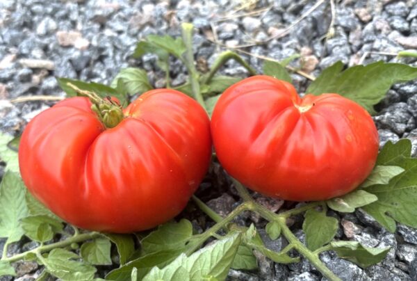 Hybrid Of Love Tomatfröer 2