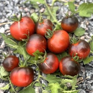 Night Saransk Tomatfröer