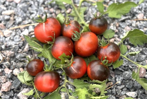 Night Saransk Tomatfröer 2