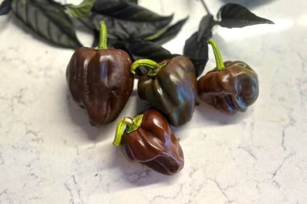 Chile de Onza Chilifrön 2