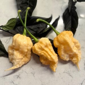Peach Miasma Capsicum chinense