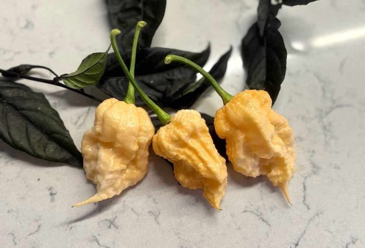 Peach Miasma Capsicum chinense