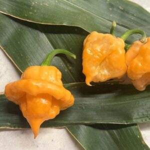 KS Peach StarrKist Chilifrön