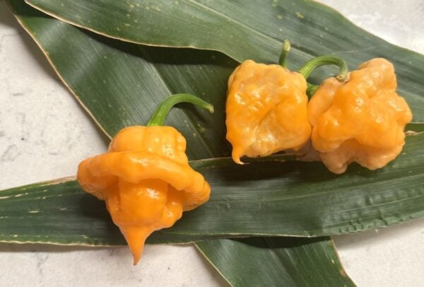 KS Peach StarrKist Chilifrön 2