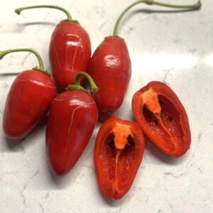 Rocoto Montufar Chilifrön