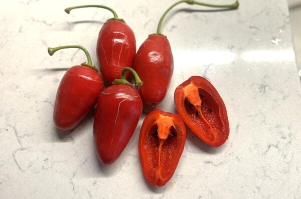 Rocoto Montufar Chilifrön 2