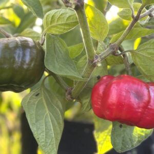 Rocoto Arequipa Giant Chilifrön