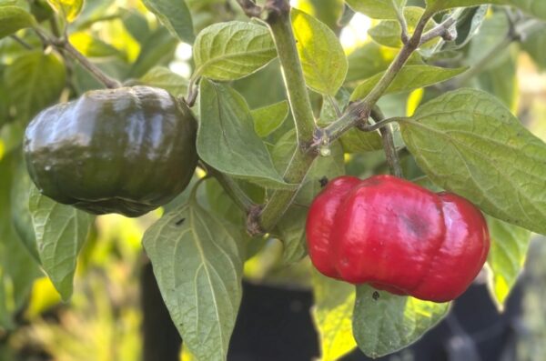 Rocoto Arequipa Giant Chilifrön 2