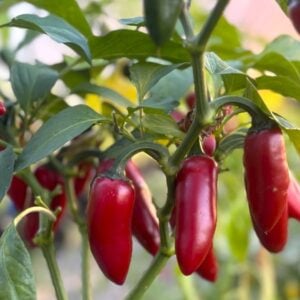 Jalapeno Conchos Chilifrön