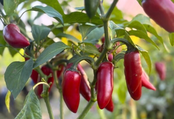 Jalapeno Conchos Chilifrön 2
