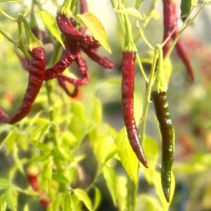 Byadgi Chilifrön