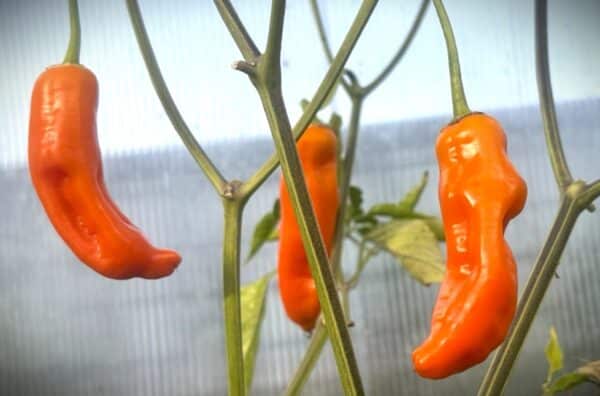 Aji Francos Chilifrön 2