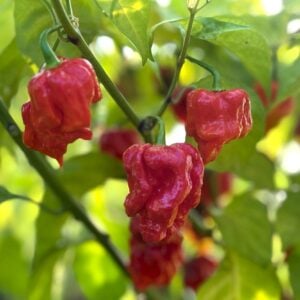 KS StarrRacha Hornet Chilifrön