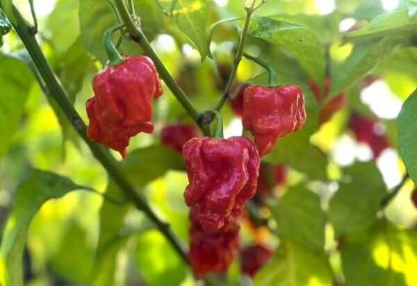 KS StarrRacha Hornet Chilifrön 2