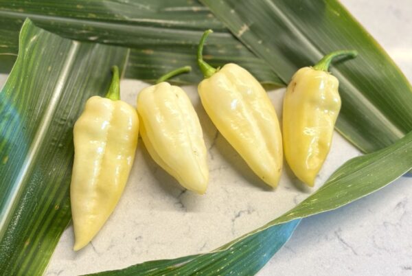 Fatalii White Chilifrön 2