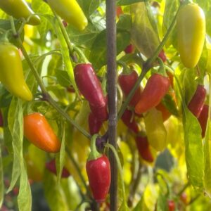Numex Pinata Chilifrön