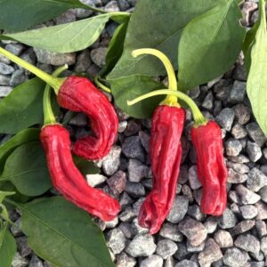 Shishito Chilifrön