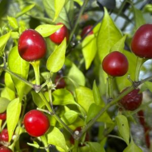 Aji Cereza Chilifrön