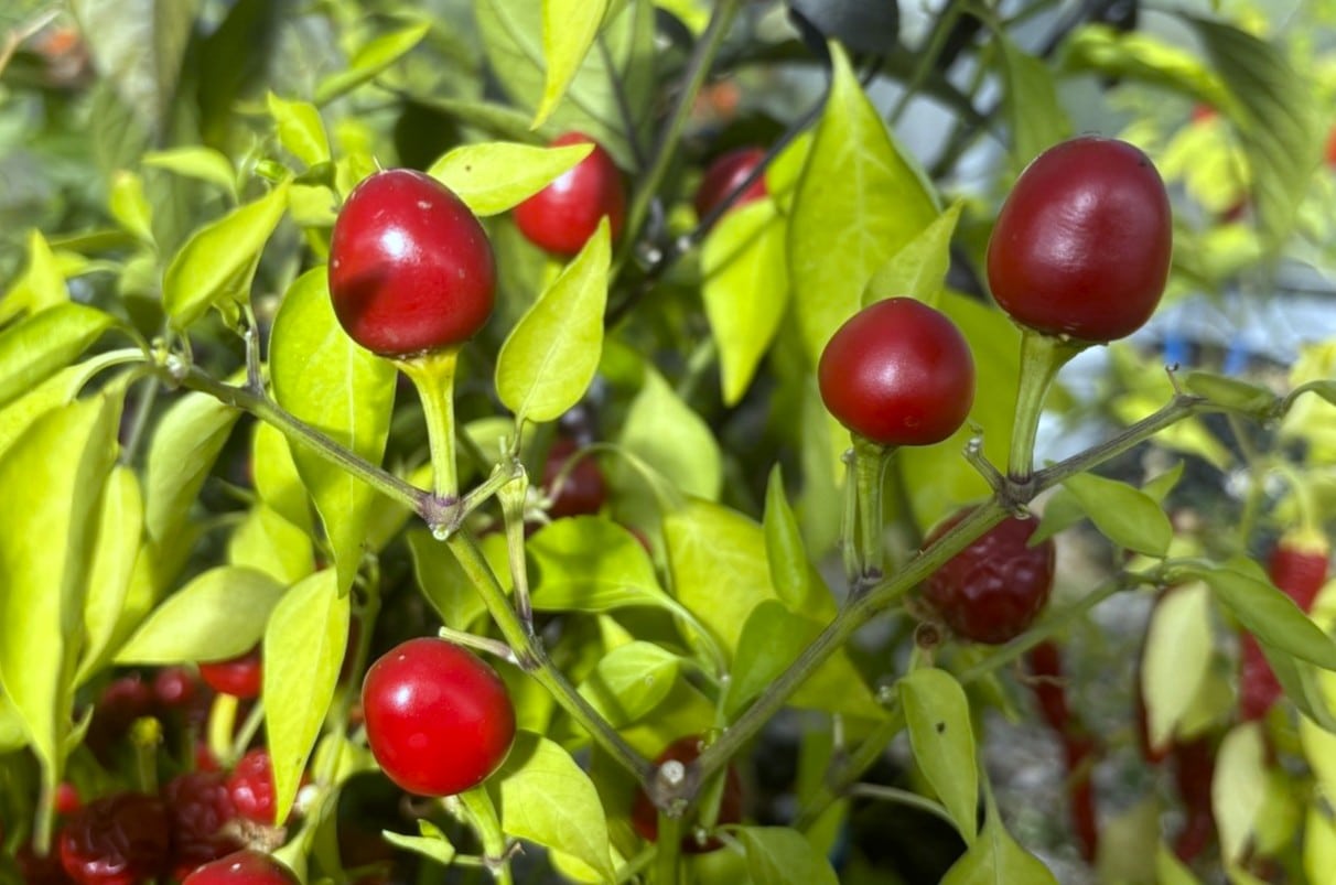 Aji Cereza Chilifrön