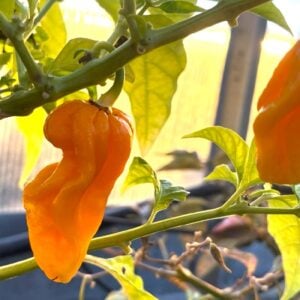 Aji Umba Yellow Chilifrön