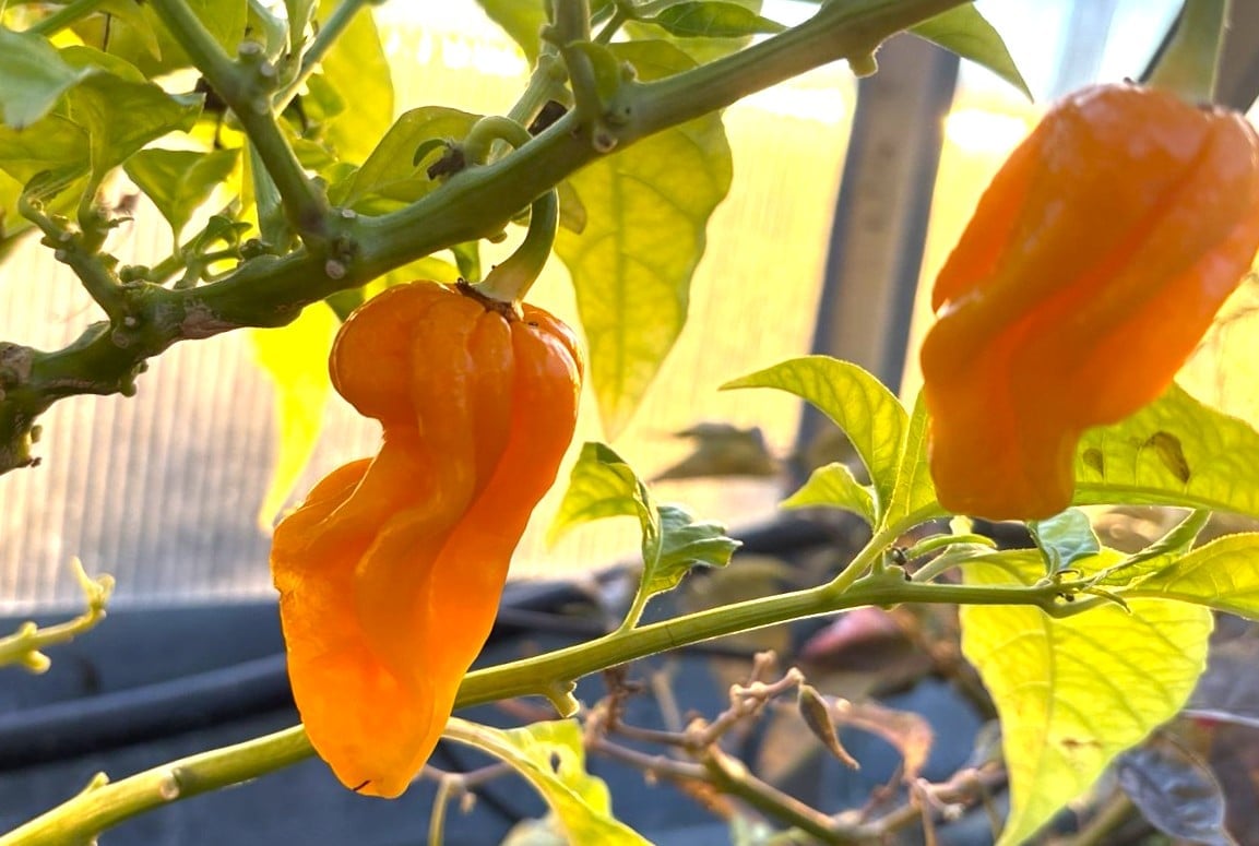 Aji Umba Yellow Capsicum chinense