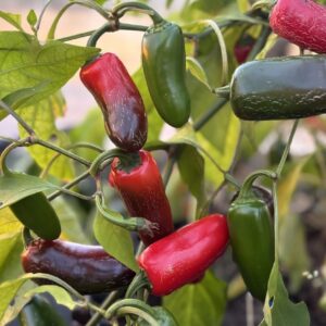 Jalapeno M Chilifrön