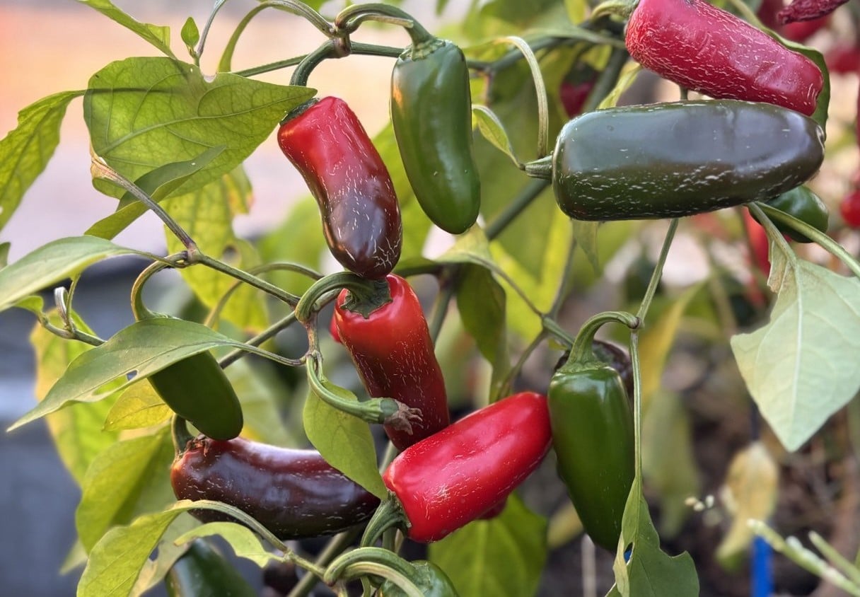 Jalapeno M Capsicum annuum