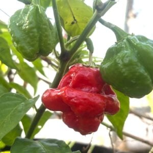 KS Scarlet Rose Chilifrön