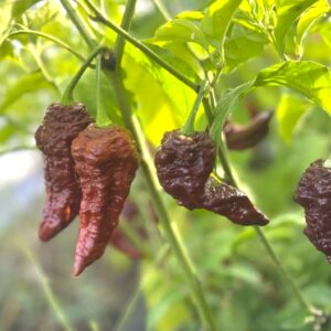Chocolate Naga Viper Gnarly Capsicum chinense