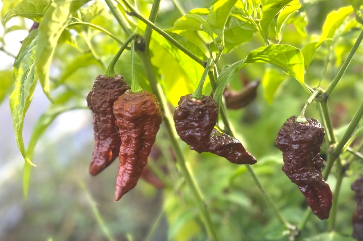 Chocolate Naga Viper Gnarly Capsicum chinense