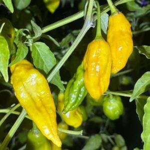 Lemon Stripe Capsicum baccatum