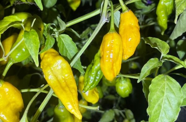 Lemon Stripe Chilifrön 2