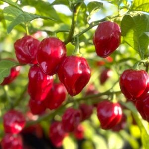 Habanero Red Carribean Capsicum chinense