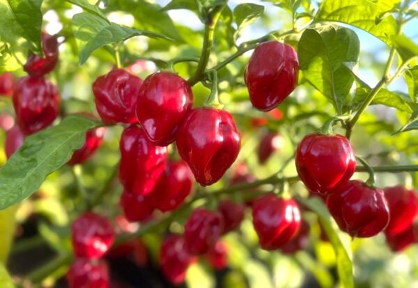 Habanero Red Carribean Chilifrön 2