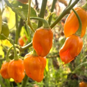 Datil Capsicum chinense