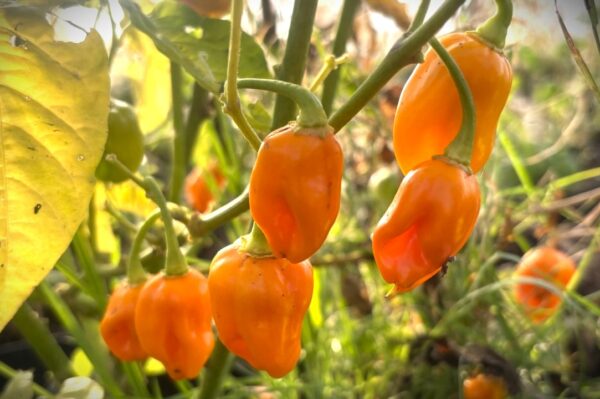 Datil Chilifrön 2