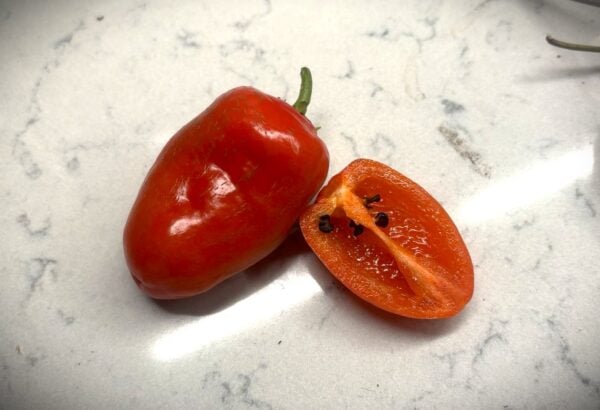 Rocoto San Isidro Chilifrön 2