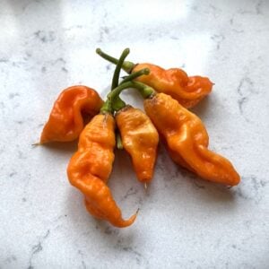 Rhino Chilifrön
