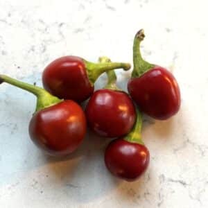 Bacio di Satana Chilifrön
