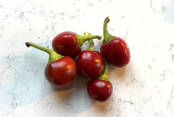 Bacio di Satana Chilifrön 2