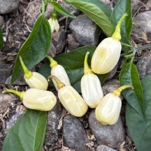 Habanero Ivory Chilifrön