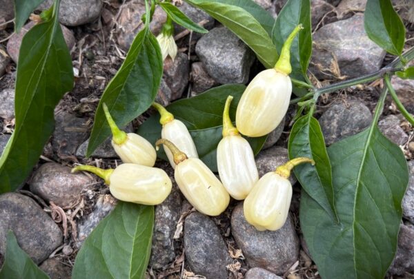 Habanero Ivory Chilifrön 2