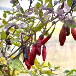 Kashmiri x Fluorescent Chilifrön