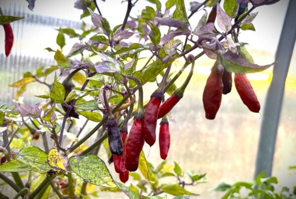 Kashmiri x Fluorescent Chilifrön 2