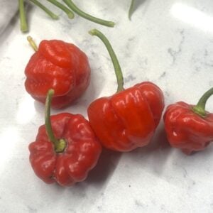 Aji Dulce Puerto Rico Chilifrön