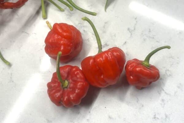 Aji Dulce Puerto Rico Chilifrön 2