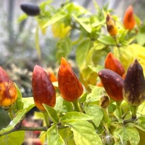 Pequin Orange Chilifrön
