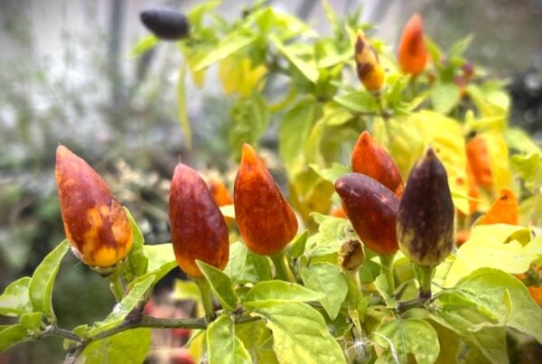 Pequin Orange Chilifrön 2